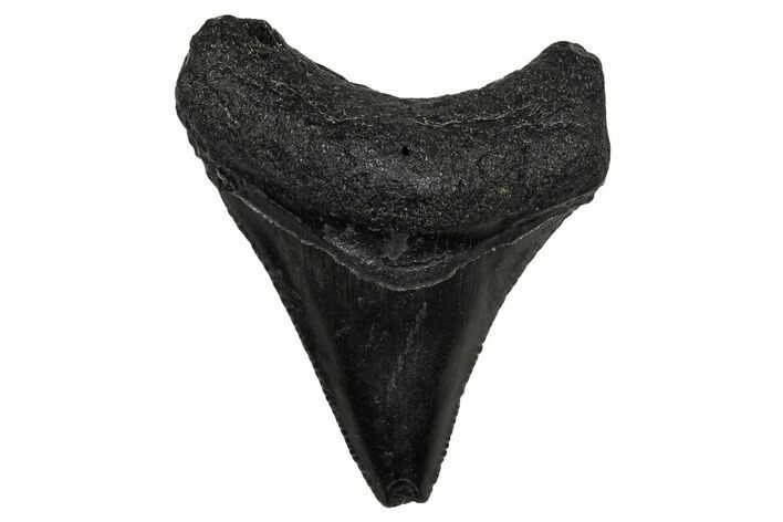 Juvenile Megalodon Tooth - South Carolina #340424